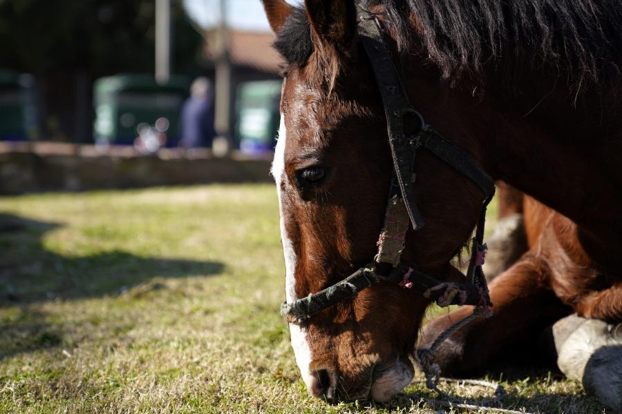  5ª sustitución de carros con caballos por motocarros