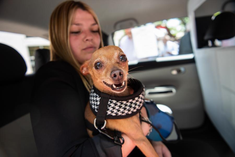 Presentación de sticker para identificación de taxis pet friendly