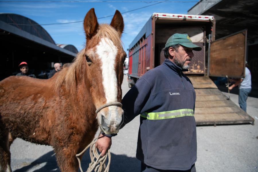 Jornada de adopción de caballos en el marco de la reconversión laboral de clasificadores 
