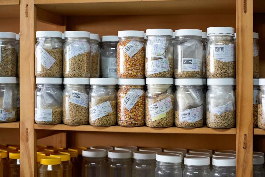 Asociación de Cultivadores de Arroz en Treinta y Tres