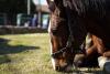  5ª sustitución de carros con caballos por motocarros