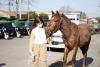  5ª sustitución de carros con caballos por motocarros