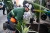  Plantación de árboles en Av.18 de Julio en el marco del proyecto de arbolado en Montevideo